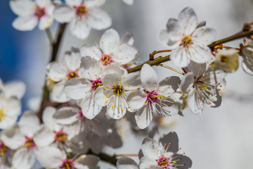 Blossom tree over nature background.