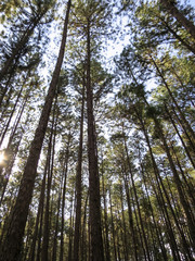 Pine tree straight trunks in the pleasant park, northern of Thailand
