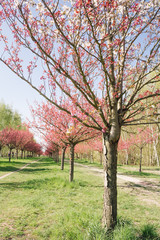 japanese cherry blossoms 