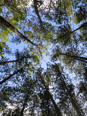 Pine tree pattern with blue sky and white cloud background, northern of Thailand