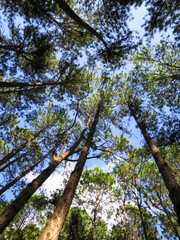 Looking up to the blue sky and white cloud in pine tree park, northern of Thailand