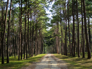 Obraz premium Pine tree row along natural roadway in the pleasant park, northern of Thailand