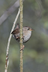 Eurasian wren (Troglodytes troglodytes)