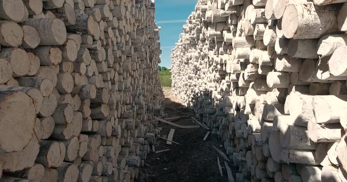 Huge piles of logs at the sawmill