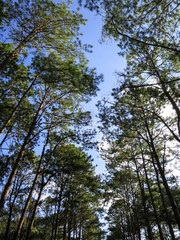 Obraz premium Pine tree row in the pleasant park with blue sky background, northern of Thailand