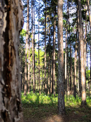 Pine tree straight trunks with natural texture in the pleasant park, northern of Thailand