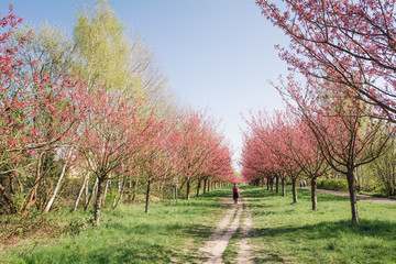 Obraz premium japanese cherry blossoms 