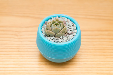 pot of green succulent plant on wood table