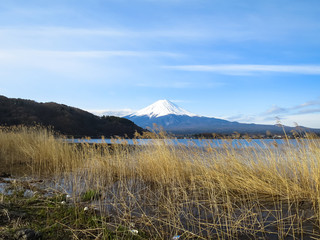 View of Fuji mountain with white snow top, dried grass foreground, kawaguchiko lake and blue sky background