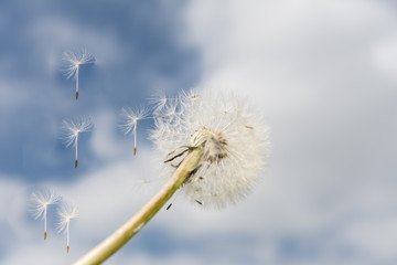 Obraz premium Fliegende Blüte der Pusteblume 