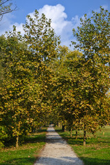 Naklejka premium Monza (Italy): the park at fall