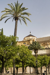 Cordoba (Andalucia, Spain): cathedral courtyard