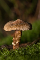Pilz im Wald