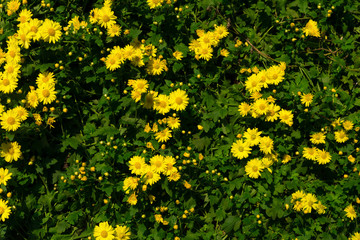 yellow chrysanthemum flowers wall