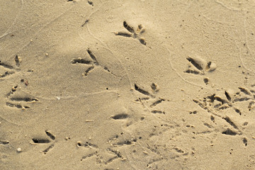 Fototapeta na wymiar Footprints of birds on sand