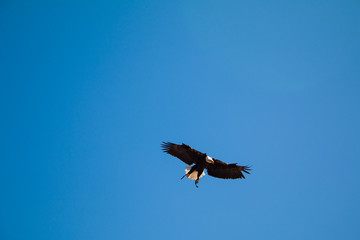 Bald Eagle in Flight