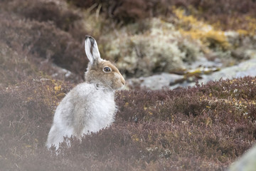 Mountain hare