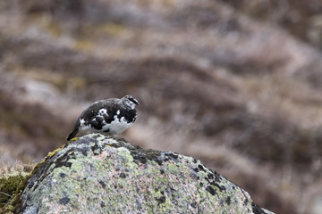 ptarmigan