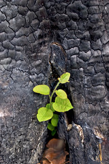Sprout from a charred stump