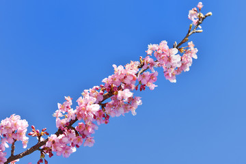 河津桜