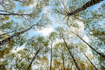 Grove of birch trees and dry grass in early autumn