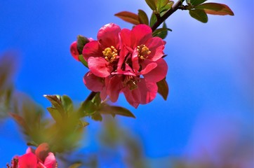 Kwiaty pigwowca na tle błękitnego nieba