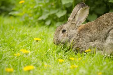 cute bunny in spring