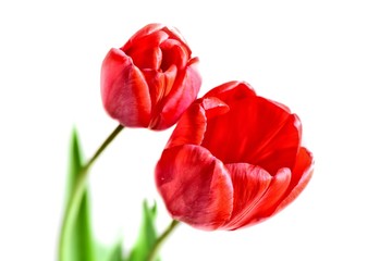Obraz premium Para czerwonych tulipanów na białym tle.