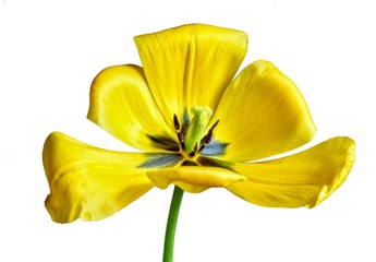 Otwarty na świat. Studium dużego, żółtego tulipana w pełnym rozkwicie - obrazy, fototapety, plakaty