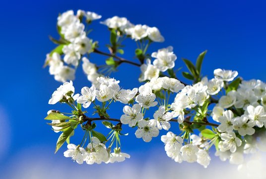 Fototapeta Kwitnące gałązki wiśni na tle błękitnego nieba