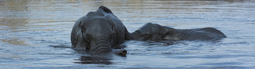 Elefanten baden im Wasserloch (Etosha Nationalpark)