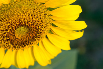 Obraz premium nature,flower,close up