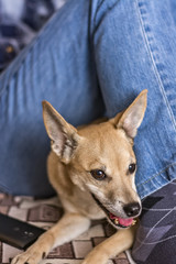 Dog at the feet of a man 