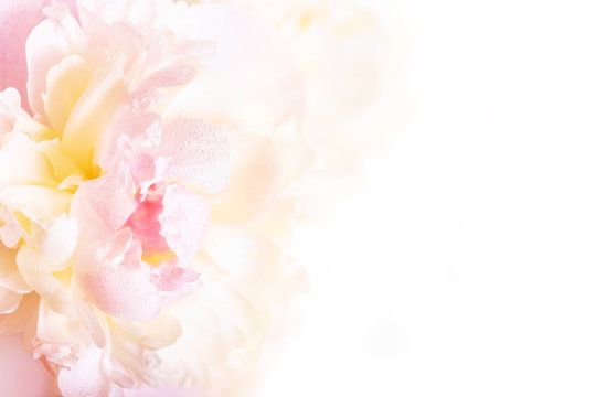 Fototapeta A gorgeous floral background with delicate petals of a blooming peony.