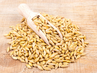 Barley grain or seeds CloseUp.