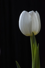 Head of one white tulip on the black background