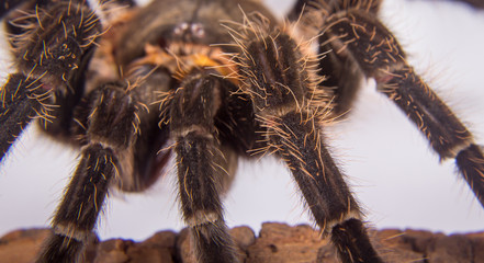 Closeup of mexican spider -tarantula (brachypelma albopilosum)