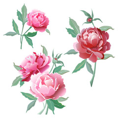 A set of flowers. Pink peonies.