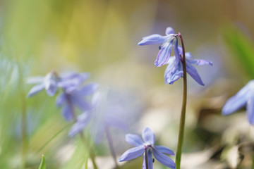 blue snowdrops in sunny spring day, shallow focus