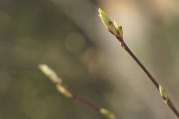 first spring buds on bush in forest, shallow focus
