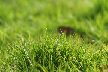 green grass in first warm spring sunny days, closeup shot