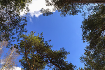 Kronas tree and sky