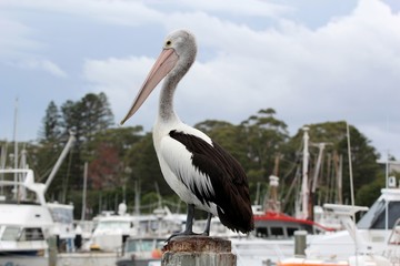 Pélican en Australie