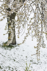 Fototapeta premium Blooming cherry with the arrival of unexpected snow.