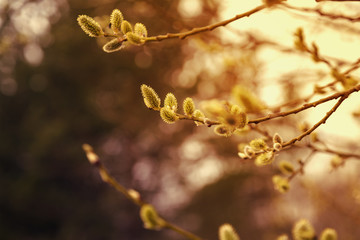 Pussy willow