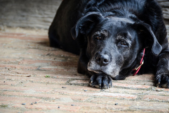 Old black dog lying on wooden deck