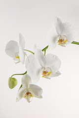White orchid on white background.