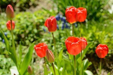 Tulip of red color