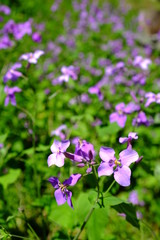 オオアラセイトウ