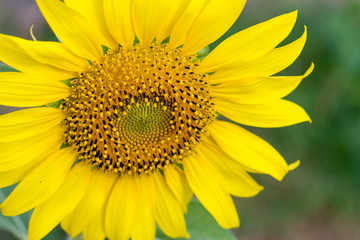 nature,flower,close up